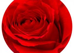 Алено червена вечна роза