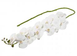 Клонче снежно бяла орхидея