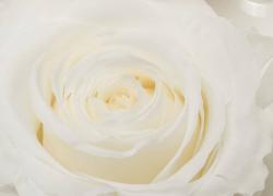 Бяла вечна роза за подарък