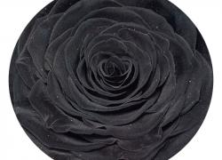 Черна вечна роза в кутия
