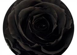 Черна вечна роза