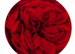Червена рошава вечна роза