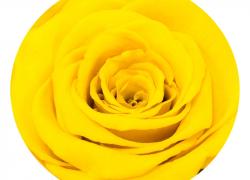Жълта вечна роза