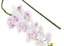 Клонче бяла орхидея 100см.