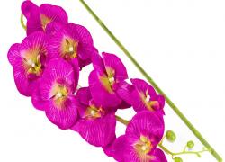 Клонче цикламена орхидея 100см.