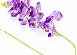 Клонче лилава орхидея