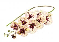 Клонче орхидея капучино