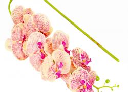 Клонче орхидея макао 100см.