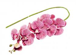 Клонче орхидея на розови точки