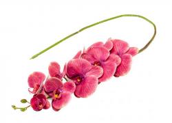 Клонче орхидея в розово
