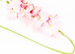 Клонче розова орхидея