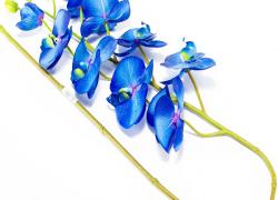 Клонче синя орхидея