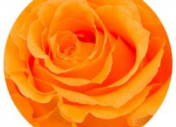 Оранжева вечна роза