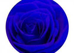 Синя вечна роза