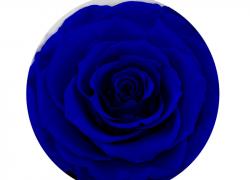 Синя вечна роза