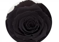 Стилна черна вечна роза