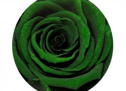 Зелена вечна роза