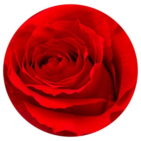 Изчерпани продукти  Алено червена вечна роза