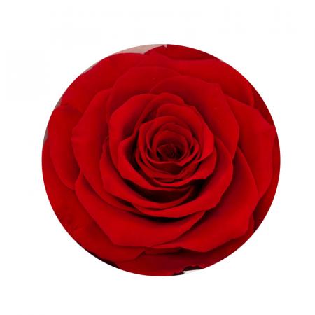 Изчерпани продукти  Червена алена вечна роза