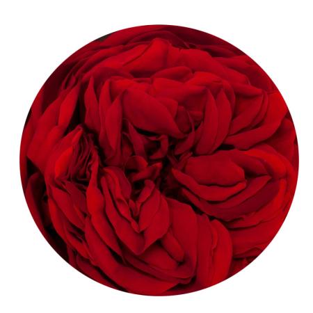 Изчерпани продукти  Червена рошава вечна роза