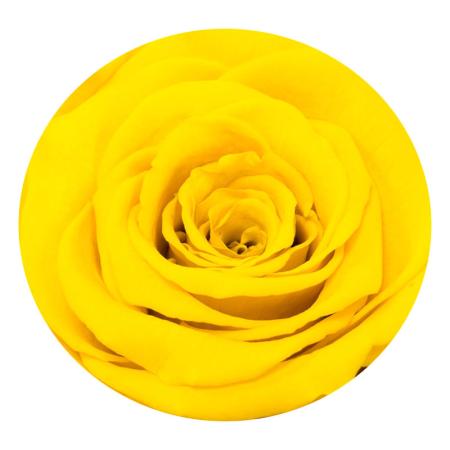 Изчерпани продукти  Жълта вечна роза