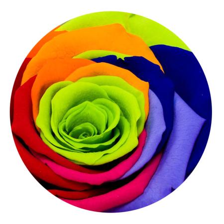 Изчерпани продукти  Многоцветна вечна роза