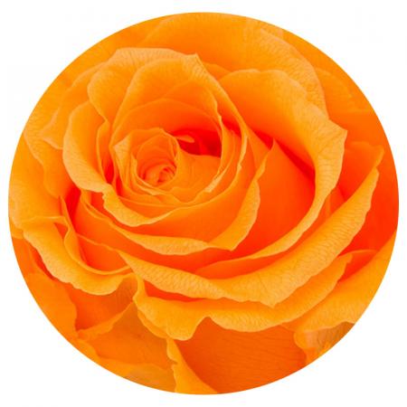 ЗА ПОДАРЪК  Оранжева вечна роза