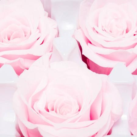 Изчерпани продукти  Розе вечна роза