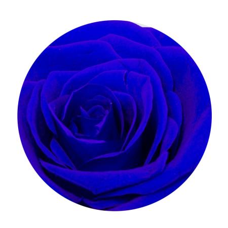 Изчерпани продукти  Синя вечна роза
