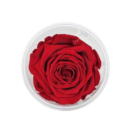 Изчерпани продукти  Вечна роза, Бордо