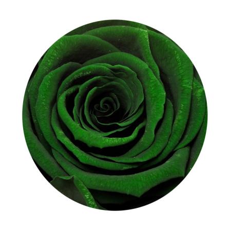 Изчерпани продукти  Зелена вечна роза
